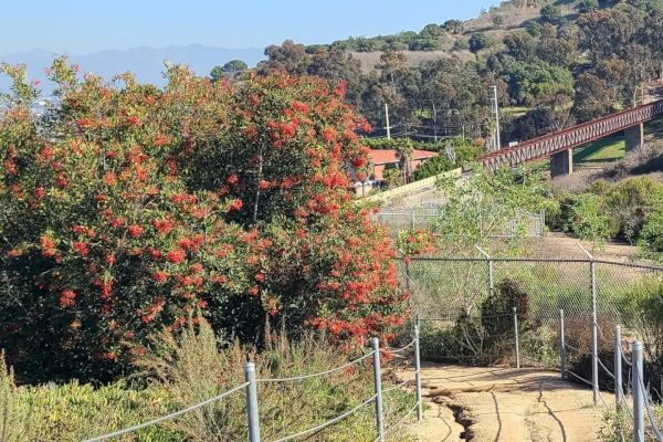 A dirt path winds through a fenced area surrounded by greenery, colorful bushes, and trees, leading towards a hill with a bridge and additional vegetation.